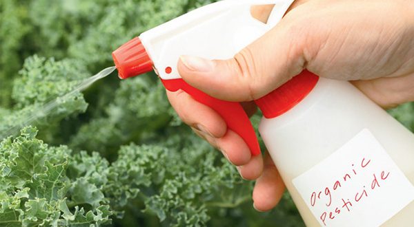 Có nên dùng thuốc trừ sâu cho rau sạch hay không?