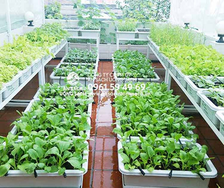 Mô hình trồng rau hữu cơ sạch tại nhà  Sáng tạo xanh