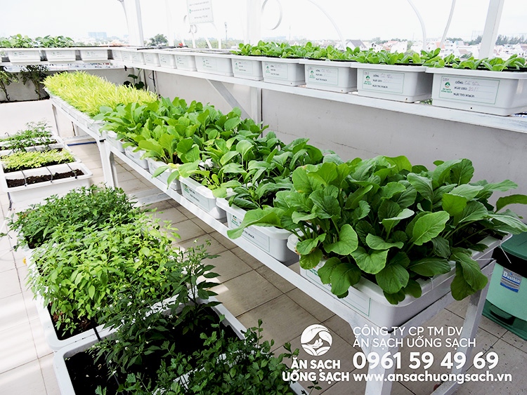 Thiết kế phối cảnh 3D vườn rau trên sân thượng | Ăn Sạch Uống Sạch