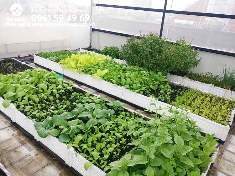 Chọn vị trí trồng rau thủy canh trong căn hộ chung cư  Lisado Việt Nam