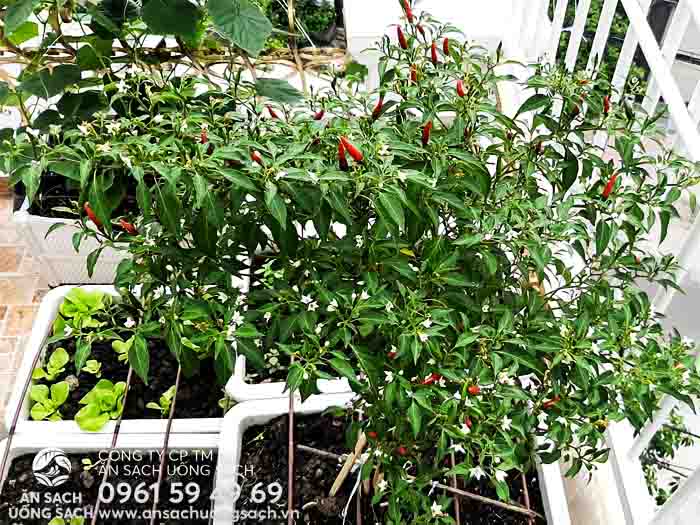 Cách trồng ớt cực nhiều quả tại nhà sai quả