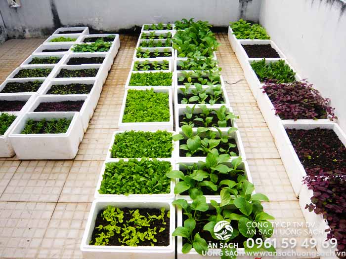 Tổng hợp các mô hình trồng rau sạch hiệu quả tiết kiệm tại nhà