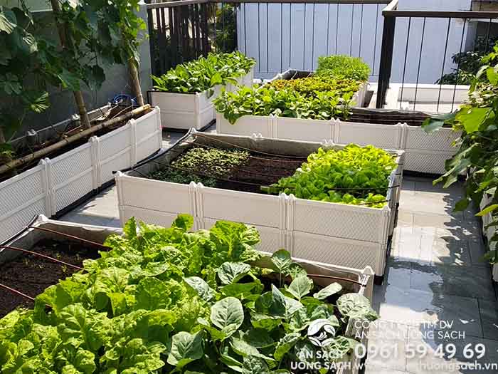 5 bước trồng rau trên sân thượng đơn giản - Ăn Sạch Uống Sạch