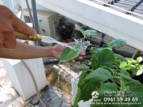 Kỹ sư của ASUS tưới nước cho rau trồng sân thượng