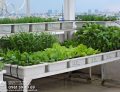Mô hình giàn trồng rau tiện lợi trên sân thượng